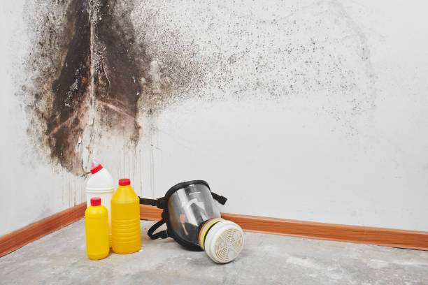 Professional Mold Removal in Fayette, MO