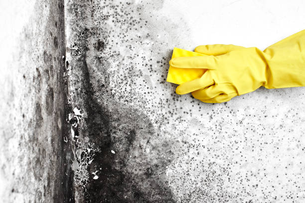 Best Black Mold Removal  in Fayette, MO