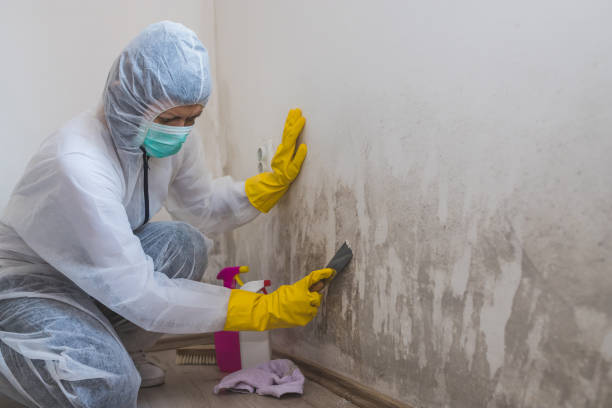 Best Office Mold Removal Services  in Fayette, MO