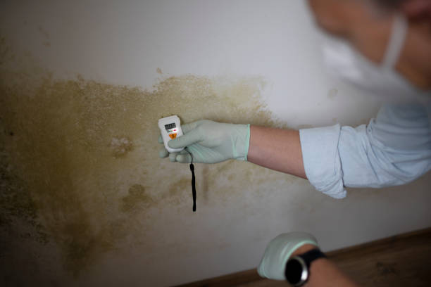 Best Certified Mold Removal  in Fayette, MO